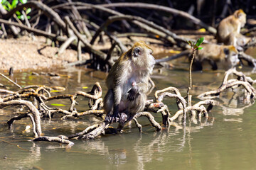 Wild long tailed Macaque sit on the roots of mangrove trees on the river in Kilim Geoforest national park, Langkawi, Malaysia.