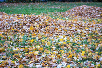 Autumn colorful leaves on green ground