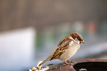 A small brown bird stands on a garbage can on a blurred background