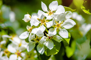 Fototapeta na wymiar Flowering branch of pear in the garden in spring 