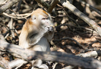 Portrait wild long tailed Macaque closeup at the mangrove of Langkawi, Malaysia.