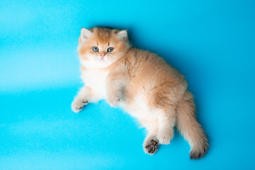 cute red kitten on a blue background. A fluffy kitten looks into the camera on a blue background,...