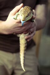 Close up domestic lizard concept photo. Unordinary pet. Reptile. Side view photography with young man on background. High quality picture for wallpaper, travel blog, magazine, article