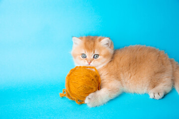 a cute red kitten on a blue background is playing with a ball of thread . A fluffy kitten looks...