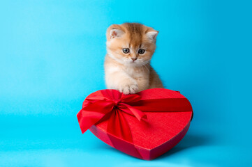 The kitten in gifts in the form of hearts on a blue background. Valentine's Day. The concept of romance and love. March 8 is women's day. Mothers Day. Surprise for women. Copy space.