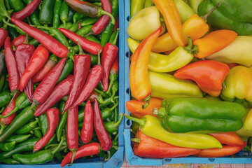 pepper in a box. Red and yellow fresh sweet bell pepper and bitter pepper in a box, a row in a grocery store, supermarket. Local store concept