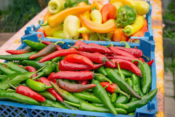pepper in a box. Red and green bitter fresh pepper in a box, a row in a grocery store, supermarket. Local store concept
