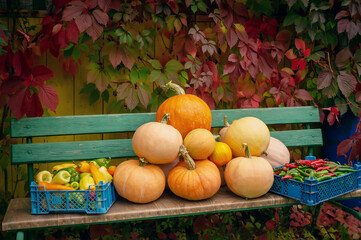 collection of pumpkins of different types and colors with collected vegetables on a wooden bench in...