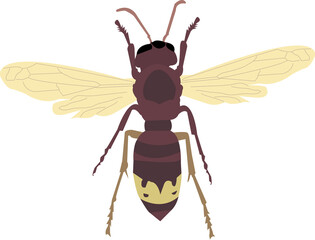 oriental vespa wasp