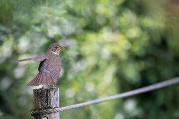 Grive musicienne - Song thrush - Turdus philomelos