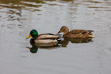 Duck swimming in a river