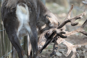 Renne - Caribou - Reindeer - Rangifer tarandus