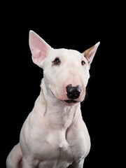  bull terrier on a black background. cute dog studio, for design.