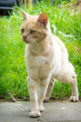 A bully cat, a fighter. A sad and wounded stray cat is standing on the road. The concept of infectious diseases and rabies. Veterinary care, animal rights and charity.