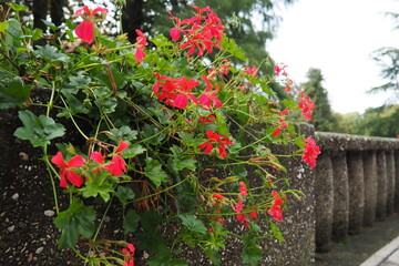 Blooming red ivy geranium pelargonium in the vertical design of landscaping of streets and parks....