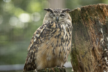 Grand-duc d'Europe - Eurasian eagle owl - Bubo bubo