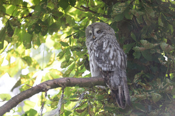 Chouette lapone - Great grey owl - Strix nebulosa
