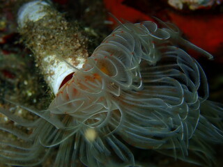 Naklejka na ściany i meble Polychaeta Smooth tubeworm or red-spotted horseshoe (Protula tubularia) close-up undersea, Aegean Sea, Greece, Halkidiki