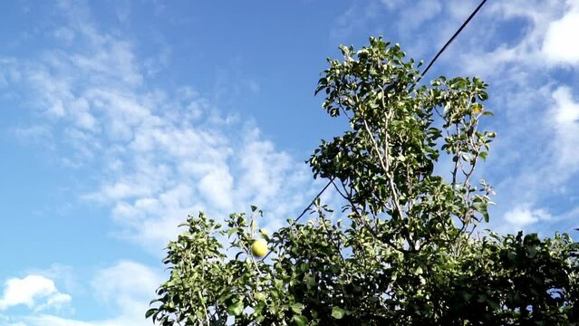 Lemon tossed in the air against background of trees and lovely blue sky