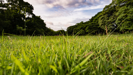 Meadow, can be used for banner & background. Copy space.