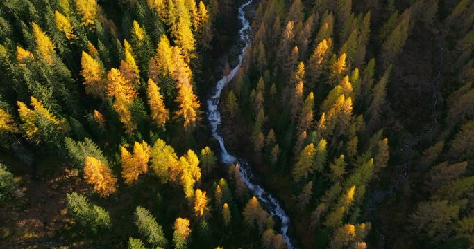 Waterfall cascading through Ahrntal Casere pristine Autumn woodland valley aerial view, South Tyrol