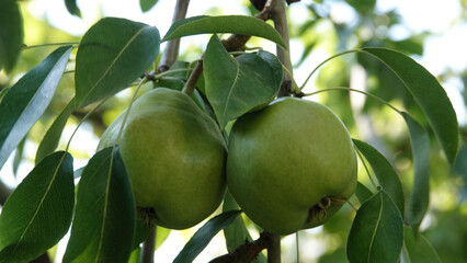 autumn pomegranates. Pomegranates waiting for New Year's Eve on the branch of a tree with green leaves