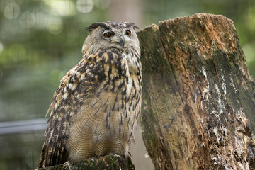 Grand-duc d'Europe - Eurasian eagle owl - Bubo bubo