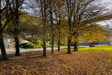 Empty park with autumn leaves on the ground in Belgium