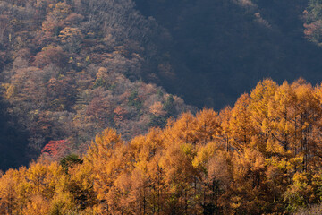 美しいカラマツの紅葉