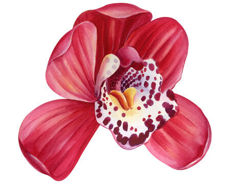 Orchid tropical flower on white background, watercolor floral hand drawing