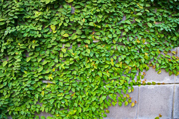 The detail of green climbing plants on a wall  may be used as a texture concept background wallpaper