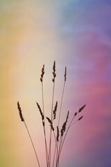 flower plants silhouette with a beautiful sunset background in springtime