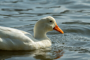 Rare wild white duck mutant fighting ducks for food on winter lake, wildlife and survival