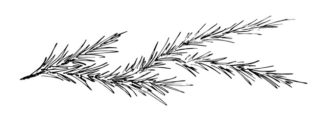 Simple hand drawn vector drawing in black outline. Pine branches, festive garland, banner. New Year, Christmas design. Coniferous, ornaments. Ink sketch.