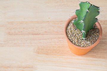 cactus clay pots on a wooden table. picture concept used for add text or education message.