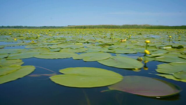 Beautiful water lily in Danube Delta Romania. Cruise through waterlily reservation in Danube's delta. Protected area. Boat trip through the waterlily reservation. Lake with waterlilies