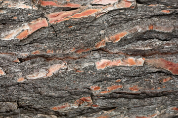 Rough Pine Tree Bark Texture