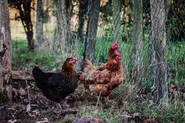Poules dans le poulailler