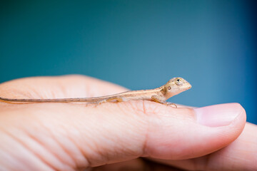 Baby chameleon posing finger, picture macro focused. chameleon of Thailand.