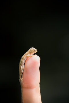Baby chameleon posing finger, picture macro focused. chameleon of Thailand.