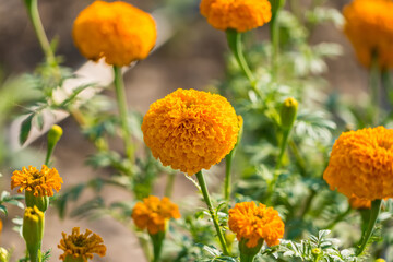 Golden Yellow Color Fresh Newly Grown Herbal Tagetes Marigold Flowers Of Sunflower Family In Spring Season For Home Gardening