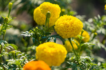 Golden Yellow Color Fresh Newly Grown Herbal Tagetes Marigold Flowers Of Sunflower Family In Spring Season For Home Gardening