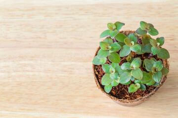 succulent plant. Small fresh green in a eco pot on wooden table. top view on a wooden background. Workplace decor. picture interior design