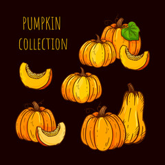 Hand drawn sketch pumpkin colorful.Set of pumpkin isolated on dark background. Illustration for cards, decoration,menu.