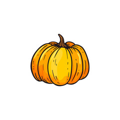 Pumpkin isolated on white background. Orange pumpkin sketch,doodle for menu,farm.