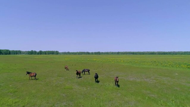 Wild mustang horses breed. Wild herd of horses of Letea in Danube Delta Romania. Wild Horses running. Horses large herd run across meadow field fast gallop and fighting. Black and brown cabaline.
