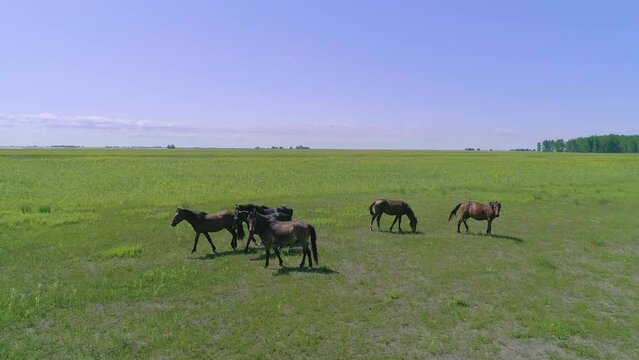 Wild mustang horses breed. Wild herd of horses of Letea in Danube Delta Romania. Wild Horses running. Horses large herd run across meadow field fast gallop and fighting. Black and brown cabaline.
