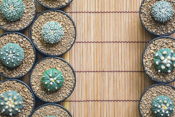 Cactus in plastic pot on bamboo weave. picture can used advertising consists of website....