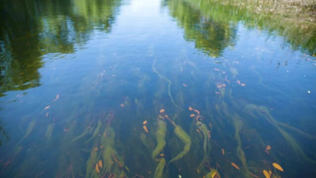 Clear water in the Danube Delta with algae on the bottom. Crystal clear water with the reflection of the forest and the reeds on the edge. Channel in the delta with a micro biosphere on the bottom