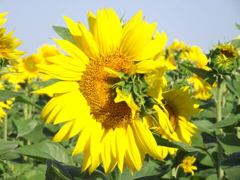Tournesol qui a pouss&eacute; bizarrement, rigolo
